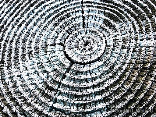 Frosty Wood Grain_P1210192.jpg - Photographed at Kilmarnock, Ontario, Canada.